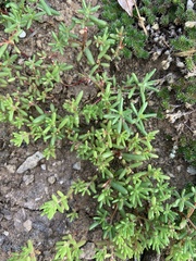 Portulaca halimoides