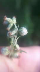 Anthodiplosis rudimentalis