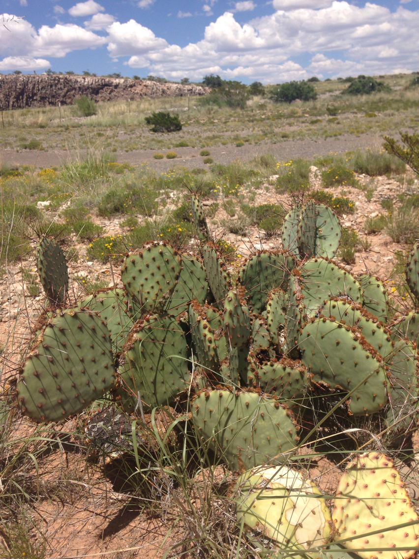 Opuntia phaeacantha var. major