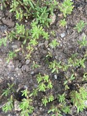 Portulaca halimoides