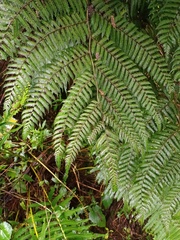 Alsophila polycarpa