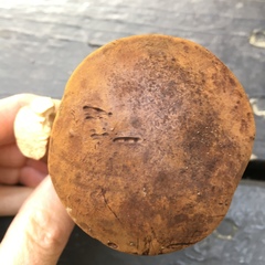 Tylopilus ferrugineus