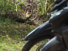 Turdus poliocephalus
