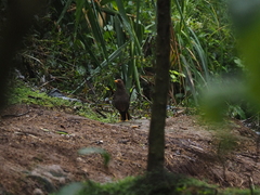 Turdus poliocephalus