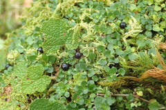 Nertera nigricarpa