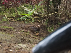 Turdus poliocephalus