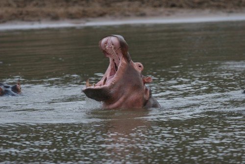 Hippopotamus amphibius