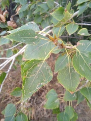 Populus × sibirica