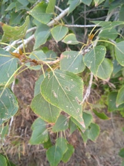 Populus × sibirica