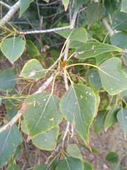 Populus × sibirica
