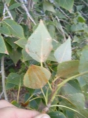 Populus × sibirica