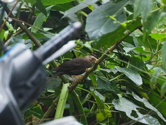 Turdus poliocephalus