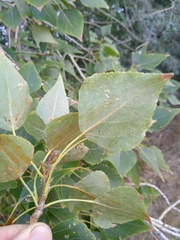 Populus × sibirica