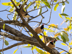 Poephila acuticauda hecki