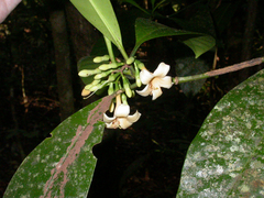 Fagraea gracilipes