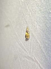 Dichrorampha bittana