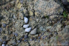 Cenchritis muricatus