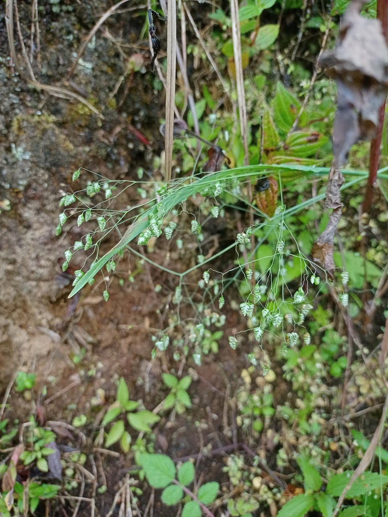 Lesser Quaking Grass (Briza minor)