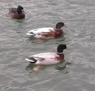 Anas platyrhynchos domesticus