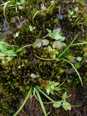 Campylopus umbellatus