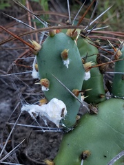 Dactylopius confusus