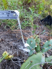 Dactylopius confusus