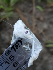 Dactylopius confusus