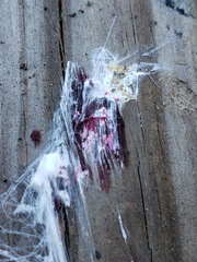 Dactylopius confusus