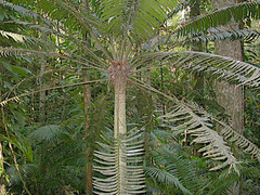 Lepidozamia hopei