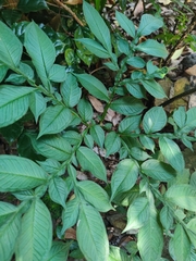Amorphophallus yunnanensis