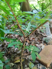 Amorphophallus yunnanensis