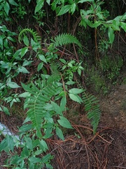 Amauropelta beddomei