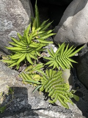 Pteris minor