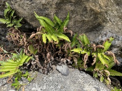 Pteris minor