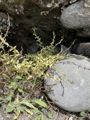 Centaurium japonicum