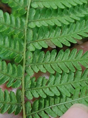 Amauropelta beddomei