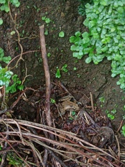 Microhyla palmipes