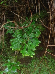 Selaginella opaca