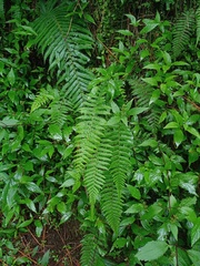 Amauropelta beddomei