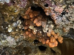 Eudistoma ritteri