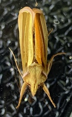 Plusia venusta