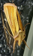 Plusia venusta