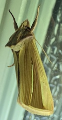 Plusia venusta