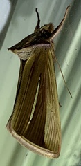 Plusia venusta