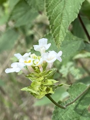 Lantana veronicifolia