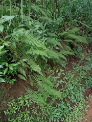 Amauropelta beddomei