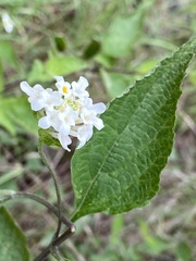Lantana veronicifolia