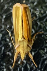 Plusia venusta