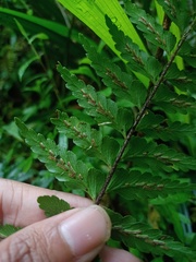 Asplenium truncatum