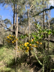 Acacia sertiformis